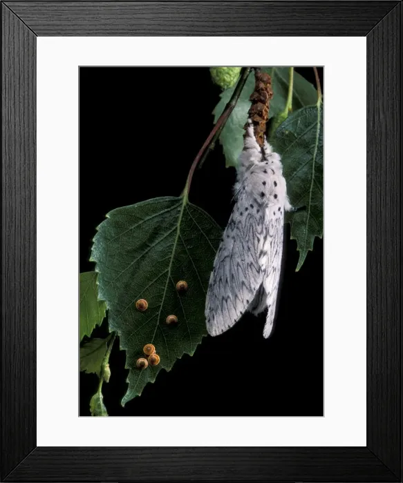 Framed Print : Picture No. 10896014 Framed Print : Picture No. 10896014