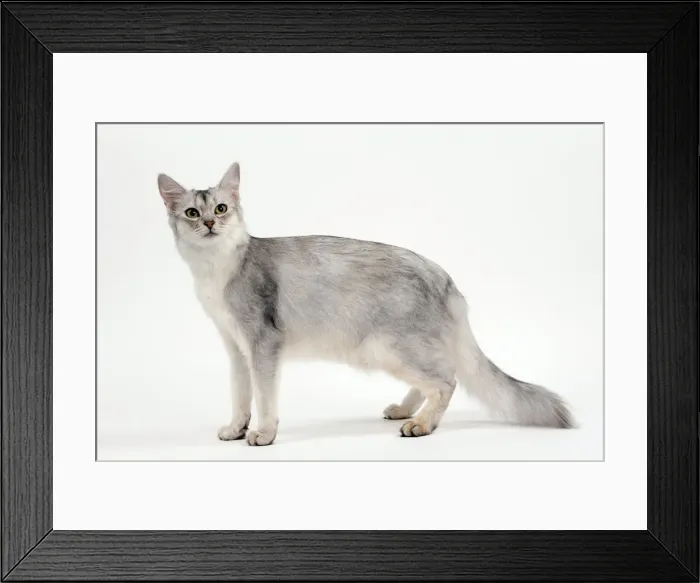 Framed Print : Picture No. 10895360 Framed Print : Picture No. 10895360