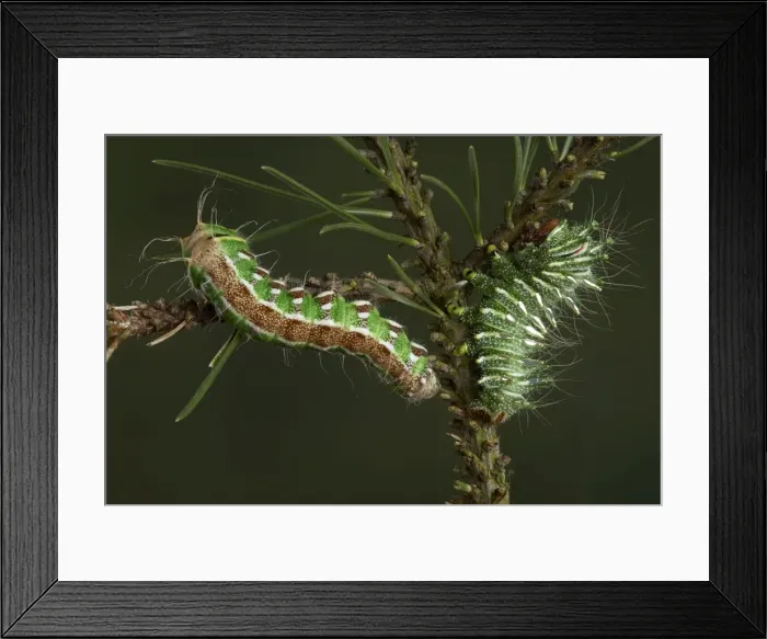 Framed Print : Picture No. 10896016 Framed Print : Picture No. 10896016