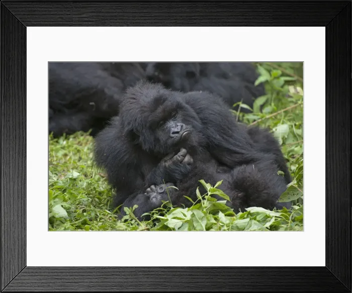 Framed Print : Picture No. 10895851 Framed Print : Picture No. 10895851