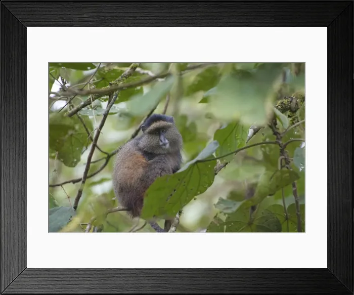 Framed Print : Picture No. 10895863 Framed Print : Picture No. 10895863