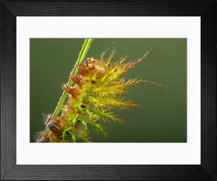 Framed Print : Picture No. 10896067 Framed Print : Picture No. 10896067