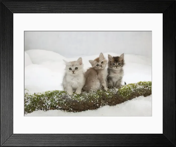 Framed Print : Picture No. 10895323 Framed Print : Picture No. 10895323