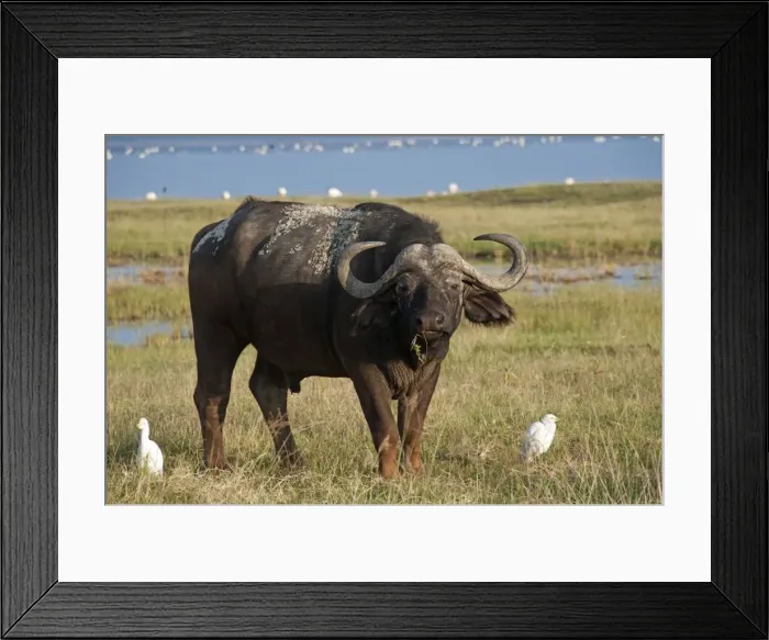 Framed Print : Picture No. 10895657 Framed Print : Picture No. 10895657