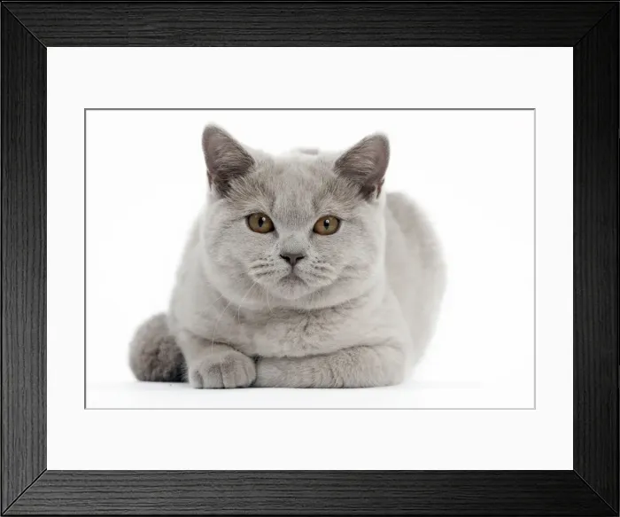Framed Print : Picture No. 10895350 Framed Print : Picture No. 10895350