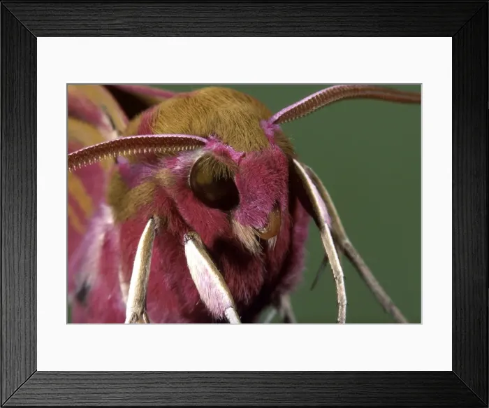 Framed Print : Picture No. 10896002