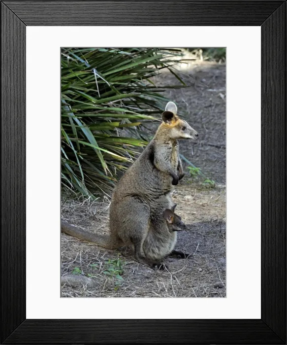Framed Print : Picture No. 10894895 Framed Print : Picture No. 10894895