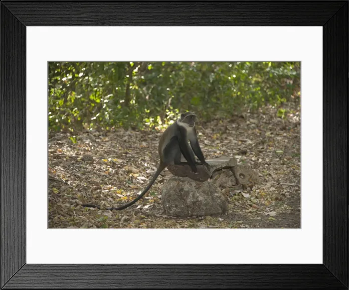 Framed Print : Picture No. 10895839 Framed Print : Picture No. 10895839