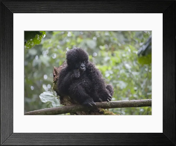 Framed Print : Picture No. 10895873 Framed Print : Picture No. 10895873