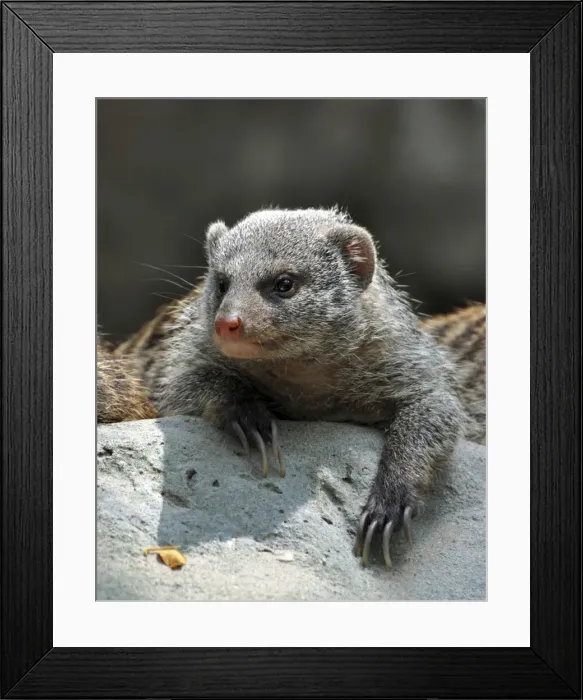 Framed Print : Picture No. 10894877 Framed Print : Picture No. 10894877
