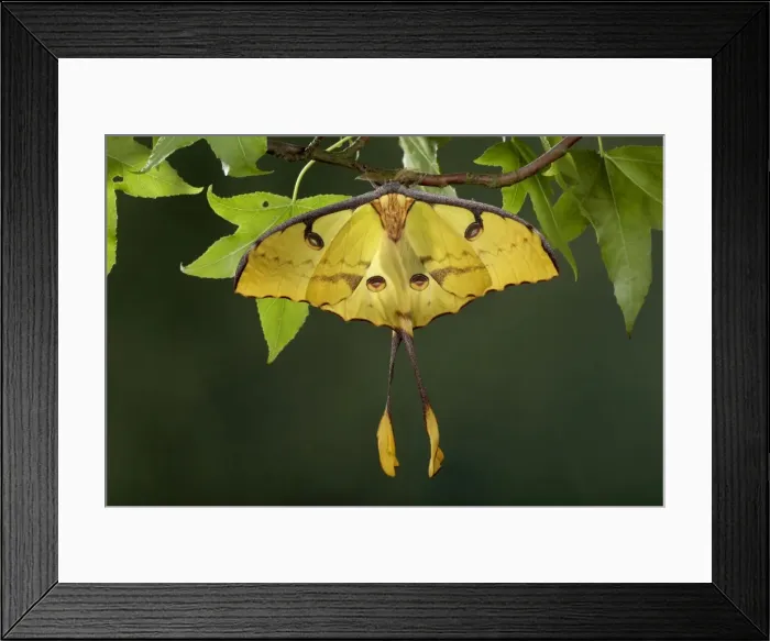 Framed Print : Picture No. 10896069 Framed Print : Picture No. 10896069