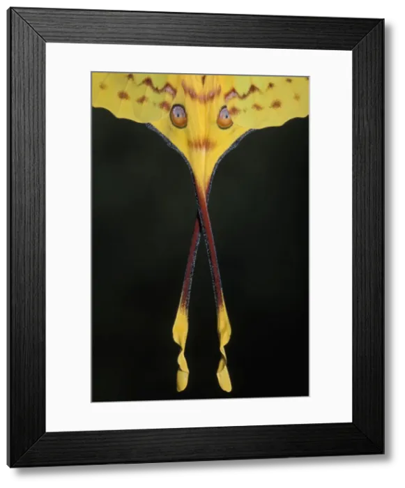 Framed Print : Picture No. 10896012 Framed Print : Picture No. 10896012