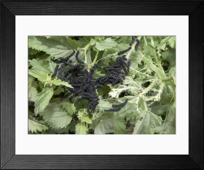 Framed Print : Picture No. 10896020 Framed Print : Picture No. 10896020