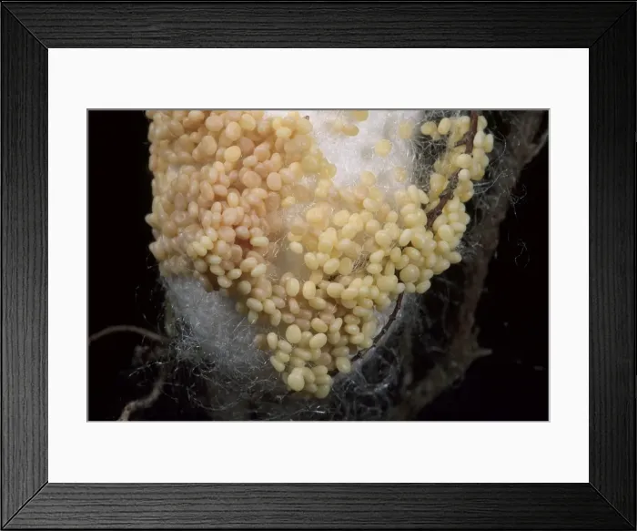 Framed Print : Picture No. 10896005