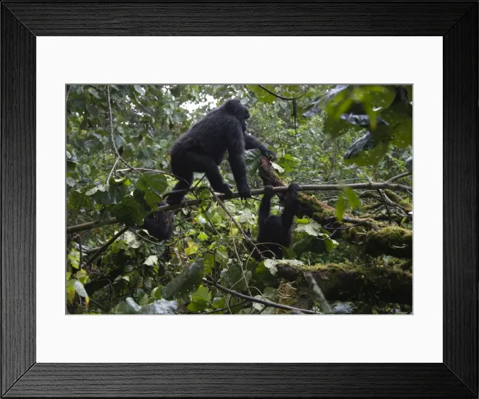 Framed Print : Picture No. 10895874 Framed Print : Picture No. 10895874