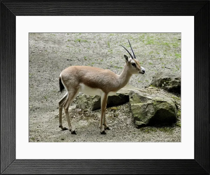 Framed Print : Picture No. 10894893 Framed Print : Picture No. 10894893
