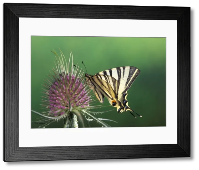 Framed Print : Picture No. 10896007