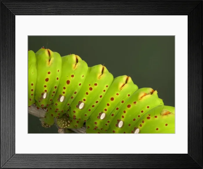 Framed Print : Picture No. 10896063 Framed Print : Picture No. 10896063