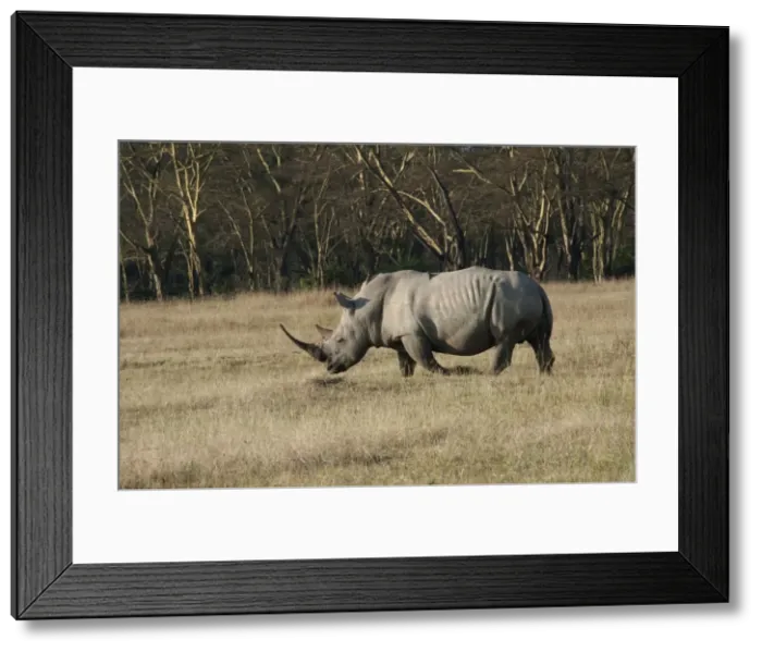 Framed Print : Picture No. 10895658 Framed Print : Picture No. 10895658