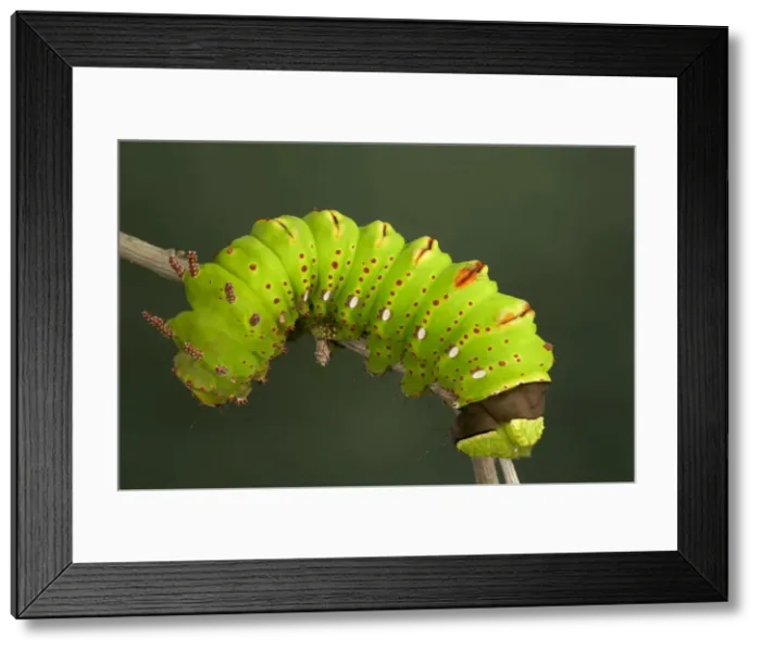 Framed Print : Picture No. 10896076 Framed Print : Picture No. 10896076