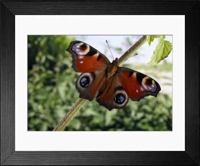 Framed Print : Picture No. 10896013 Framed Print : Picture No. 10896013