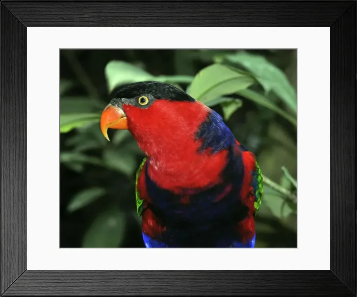 Framed Print : Picture No. 10894917 Framed Print : Picture No. 10894917