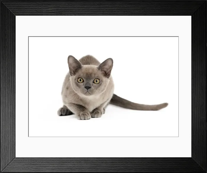 Framed Print : Picture No. 10895370 Framed Print : Picture No. 10895370