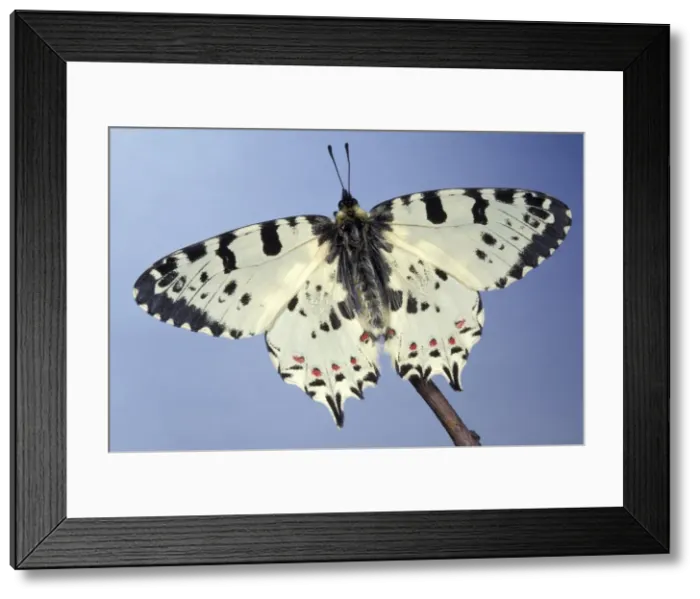 Framed Print : Picture No. 10895987 Framed Print : Picture No. 10895987