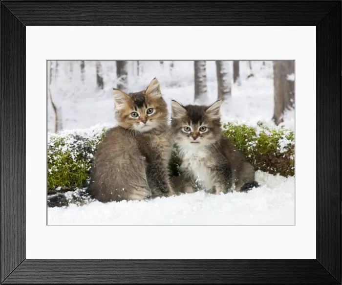 Framed Print : Picture No. 10895329 Framed Print : Picture No. 10895329