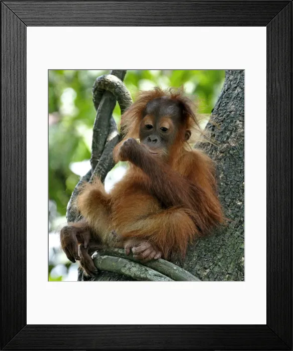 Framed Print : Picture No. 10894886 Framed Print : Picture No. 10894886