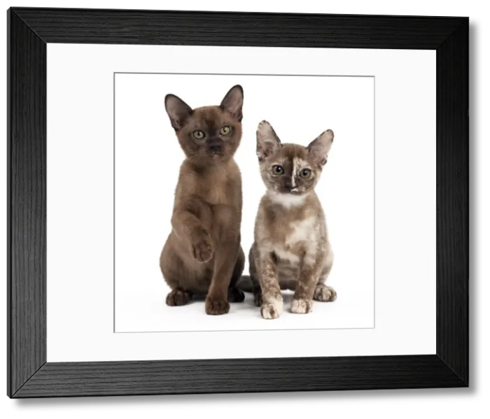 Framed Print : Picture No. 10895366 Framed Print : Picture No. 10895366