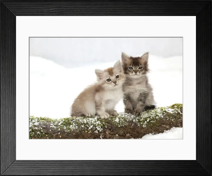 Framed Print : Picture No. 10895322 Framed Print : Picture No. 10895322