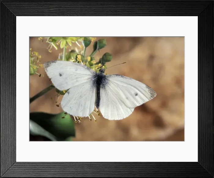 Framed Print : Picture No. 10895991 Framed Print : Picture No. 10895991