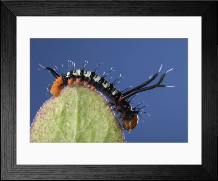 Framed Print : Picture No. 10896034 Framed Print : Picture No. 10896034
