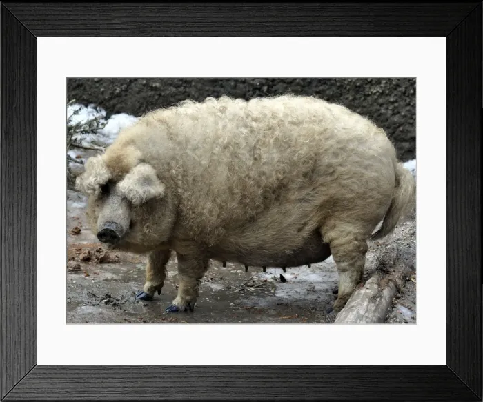 Framed Print : Picture No. 10894890 Framed Print : Picture No. 10894890