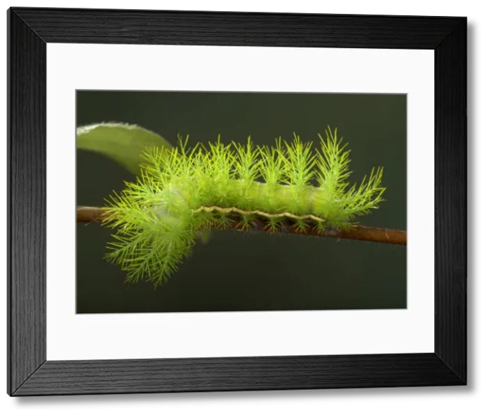 Framed Print : Picture No. 10896058 Framed Print : Picture No. 10896058