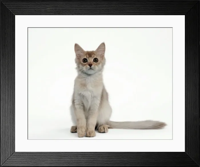 Framed Print : Picture No. 10895363 Framed Print : Picture No. 10895363