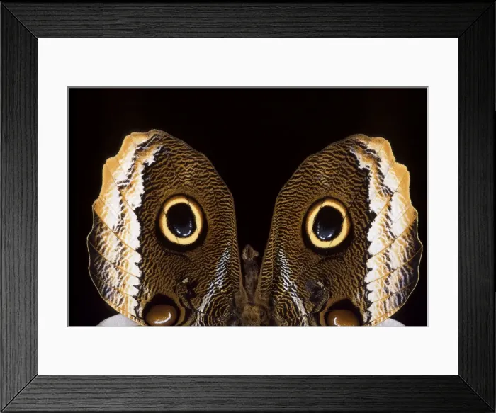 Framed Print : Picture No. 10896004 Framed Print : Picture No. 10896004