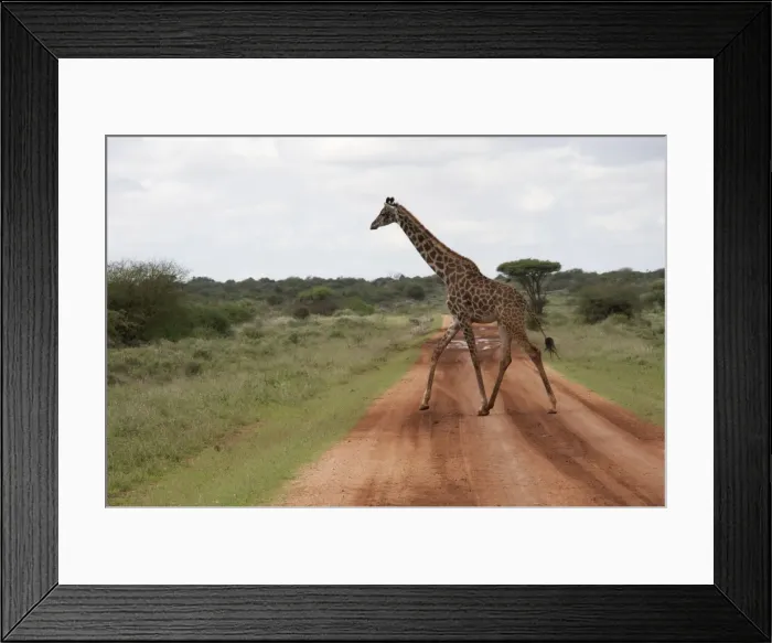 Framed Print : Picture No. 10895660 Framed Print : Picture No. 10895660