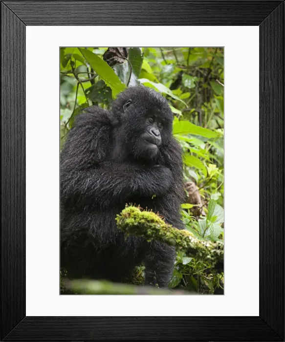 Framed Print : Picture No. 10895871