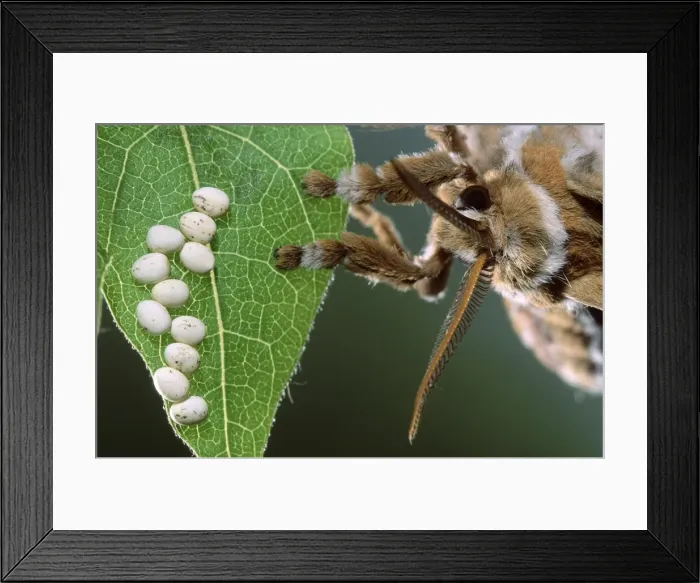 Framed Print : Picture No. 10895997 Framed Print : Picture No. 10895997