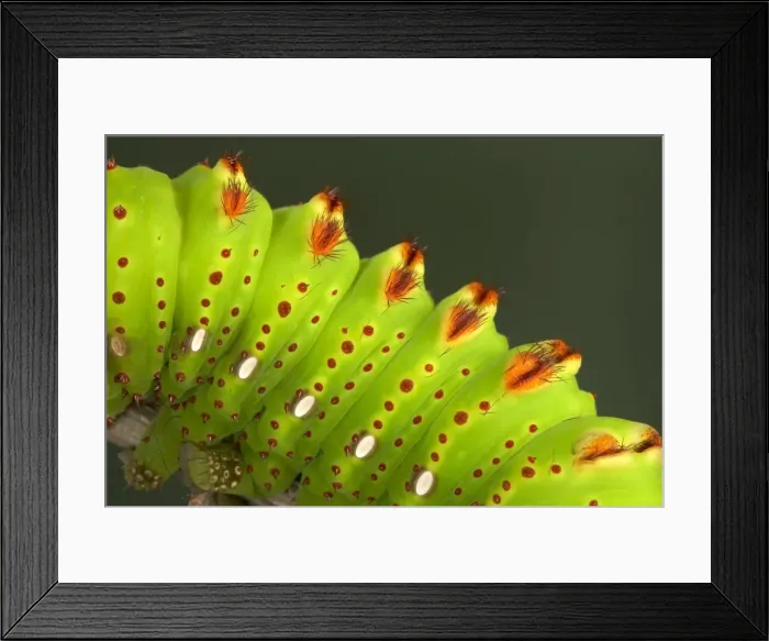 Framed Print : Picture No. 10896051 Framed Print : Picture No. 10896051