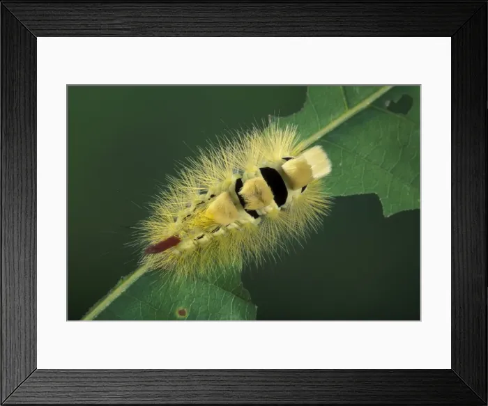 Framed Print : Picture No. 10896006 Framed Print : Picture No. 10896006