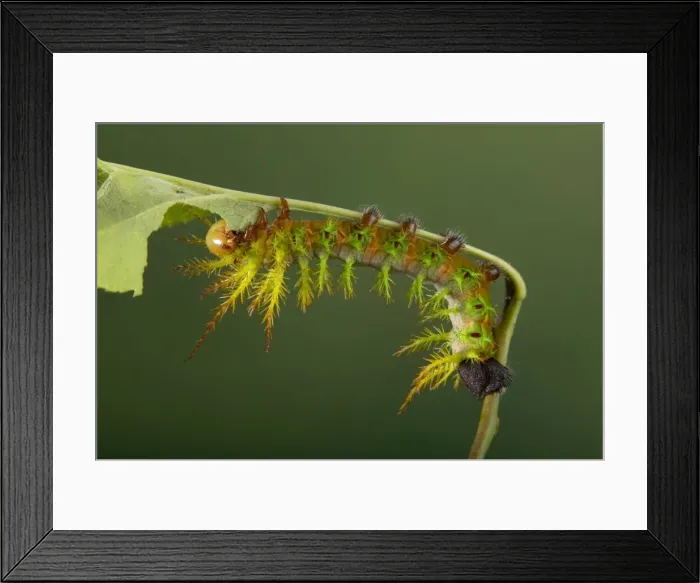 Framed Print : Picture No. 10896074 Framed Print : Picture No. 10896074