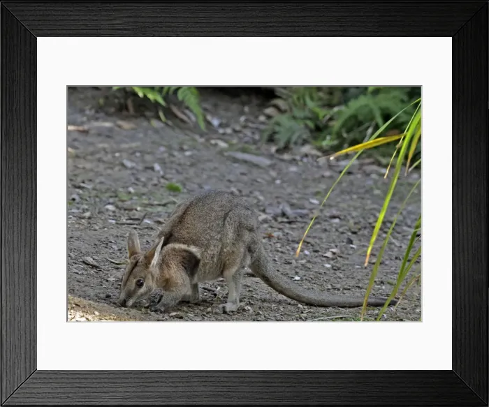 Framed Print : Picture No. 10894883 Framed Print : Picture No. 10894883