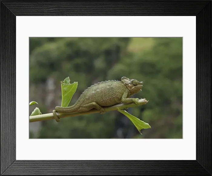 Framed Print : Picture No. 10895644 Framed Print : Picture No. 10895644