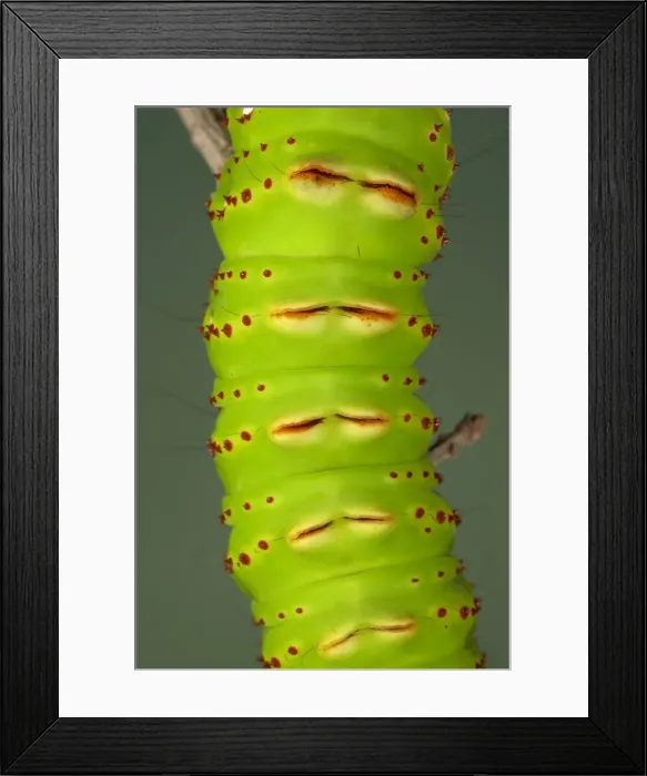 Framed Print : Picture No. 10896073 Framed Print : Picture No. 10896073