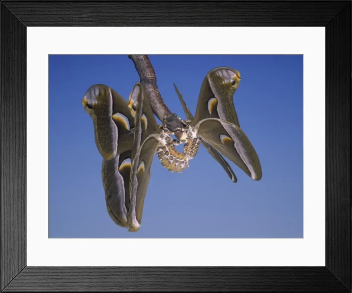 Framed Print : Picture No. 10896008 Framed Print : Picture No. 10896008