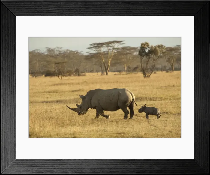 Framed Print : Picture No. 10895677 Framed Print : Picture No. 10895677