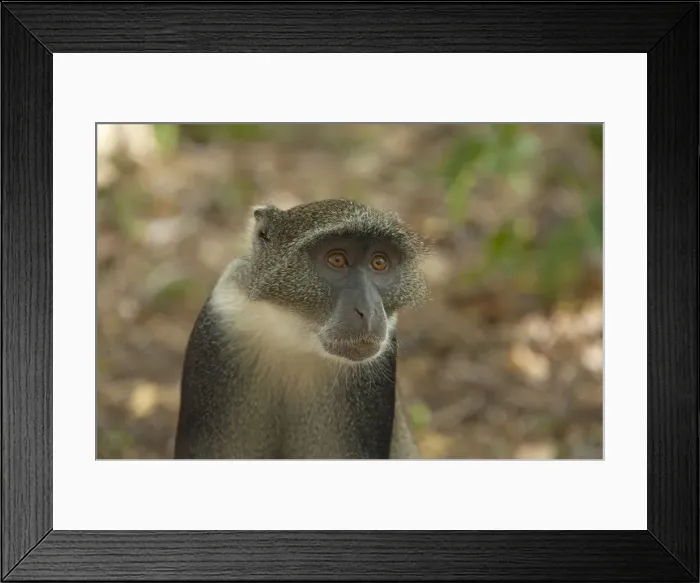 Framed Print : Picture No. 10895838 Framed Print : Picture No. 10895838